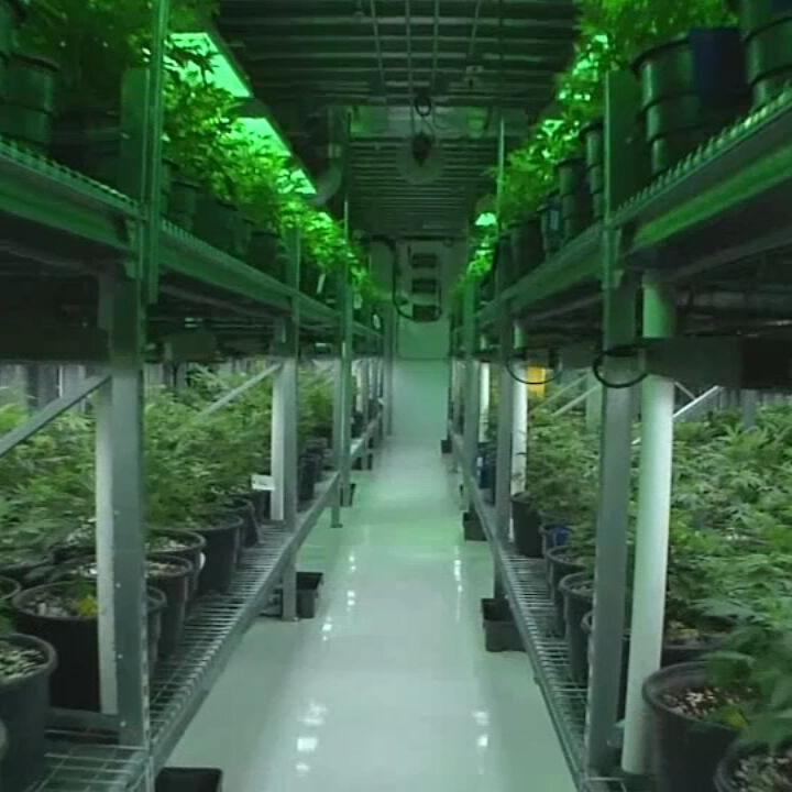 MEDICAL MARIJUANA TRIPS